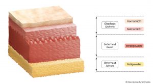 Aubau der Haut Bindegewebe